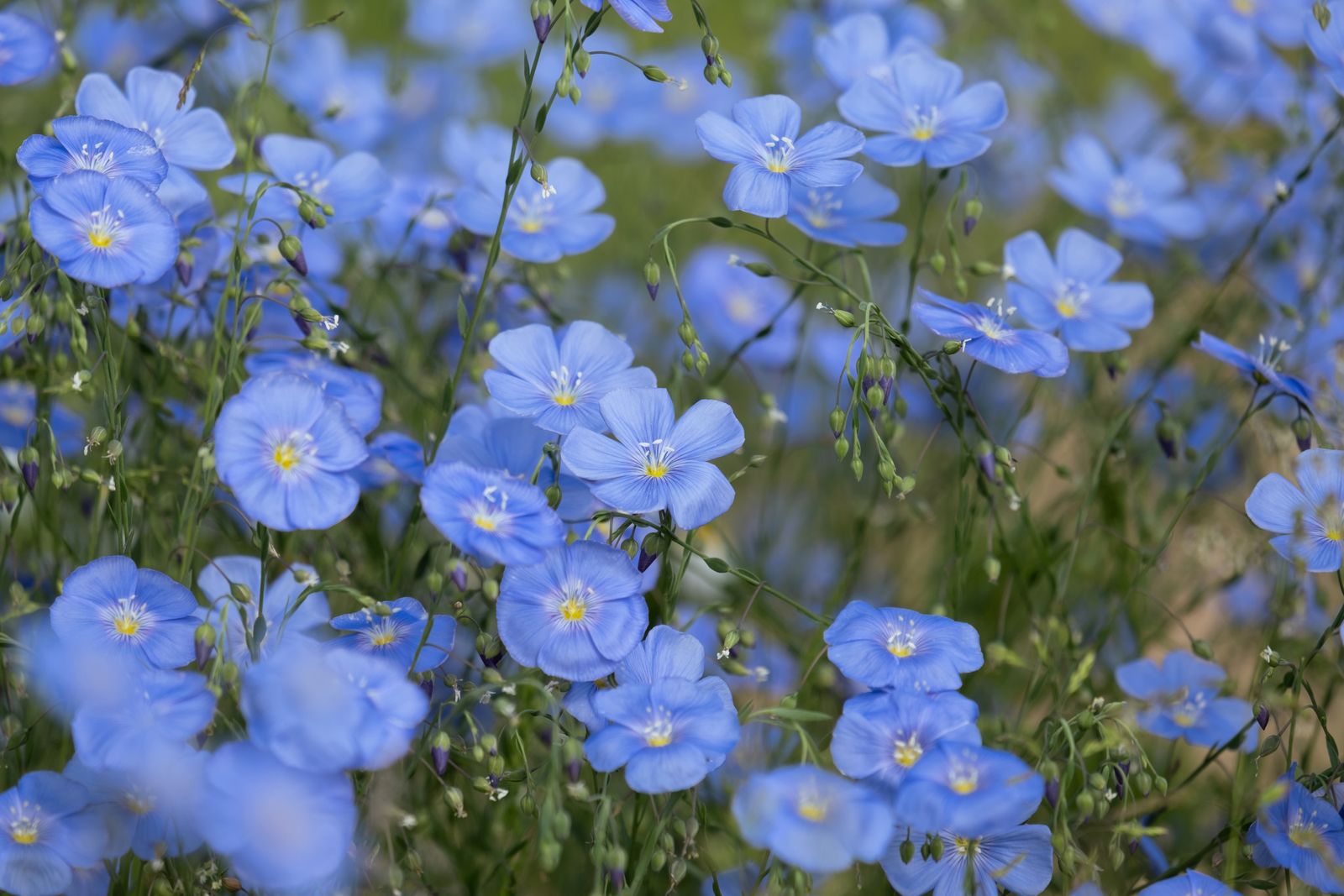 Blue flax flowers in bloom — the plant that linen fabric is made from