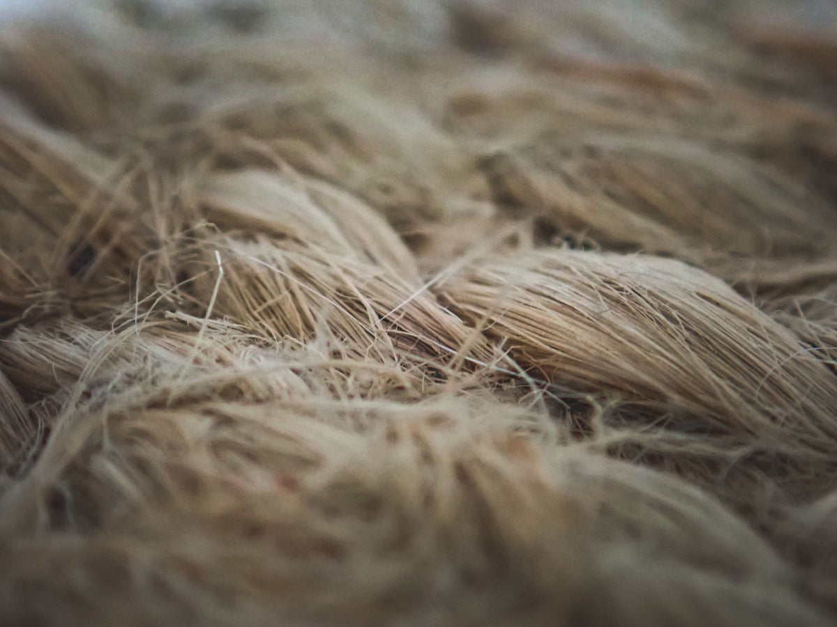 Macro close-up of raw flax fibres, the plant that real linen is woven from